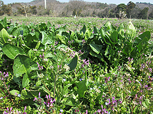 野菜