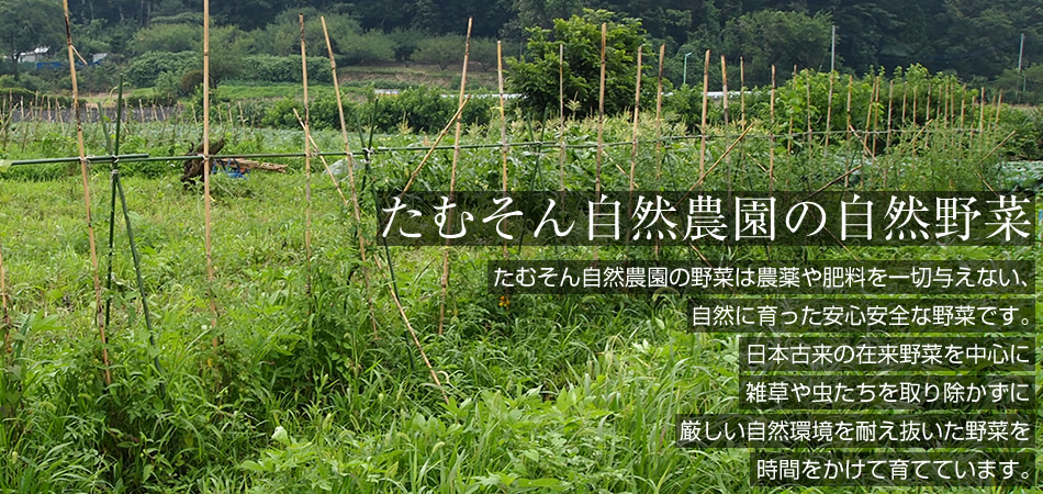 たむそん自然農園の自然野菜　たむそん自然農園の野菜は農薬や肥料を一切与えない、自然に育った安心安全な野菜です。日本古来の在来野菜を中心に雑草や虫たちを取り除かずに厳しい自然環境を耐え抜いた野菜を時間をかけて育てています。